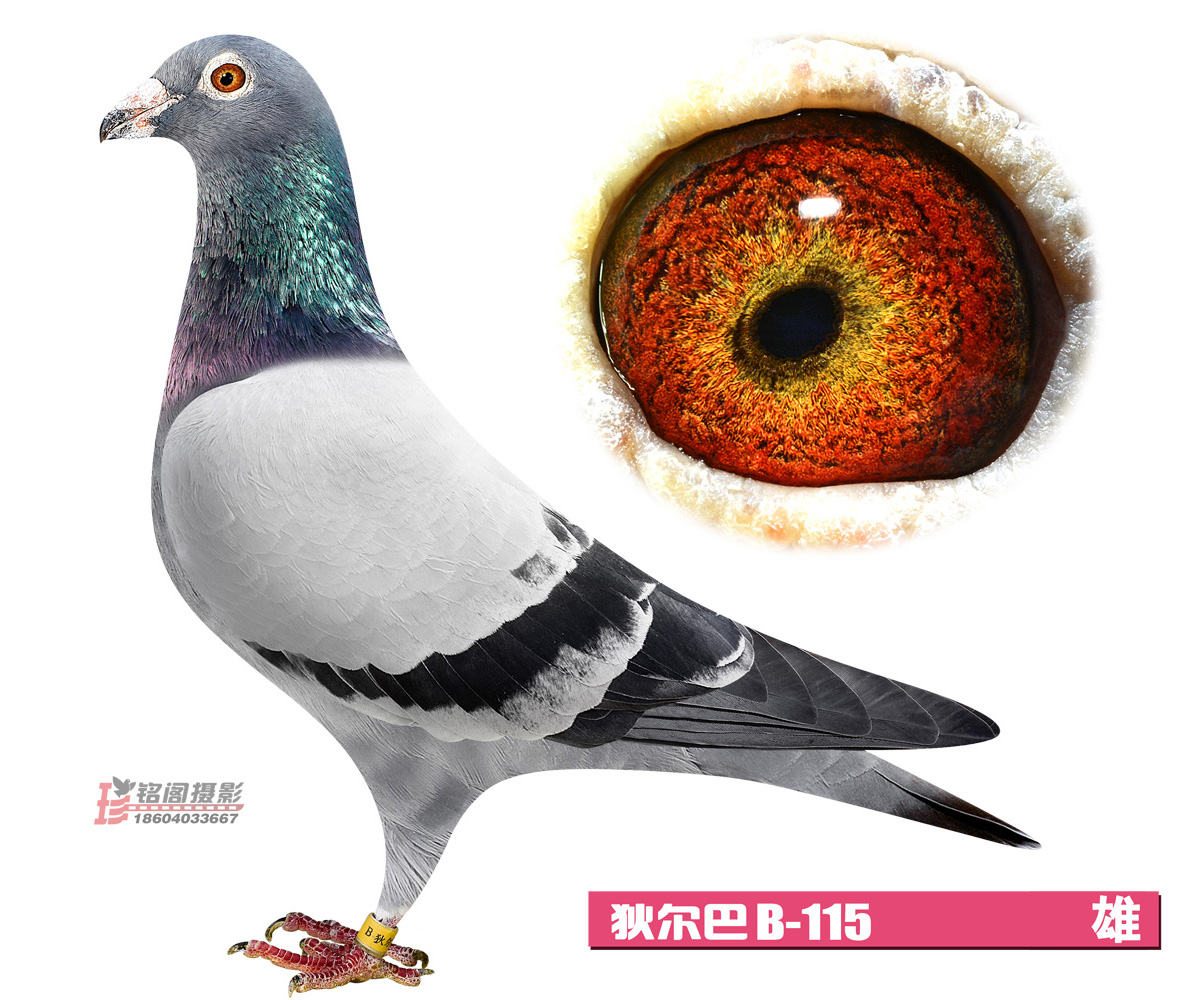 友众狄尔巴友谊号_东北虎赛鸽精英中心_ag188.com爱鸽