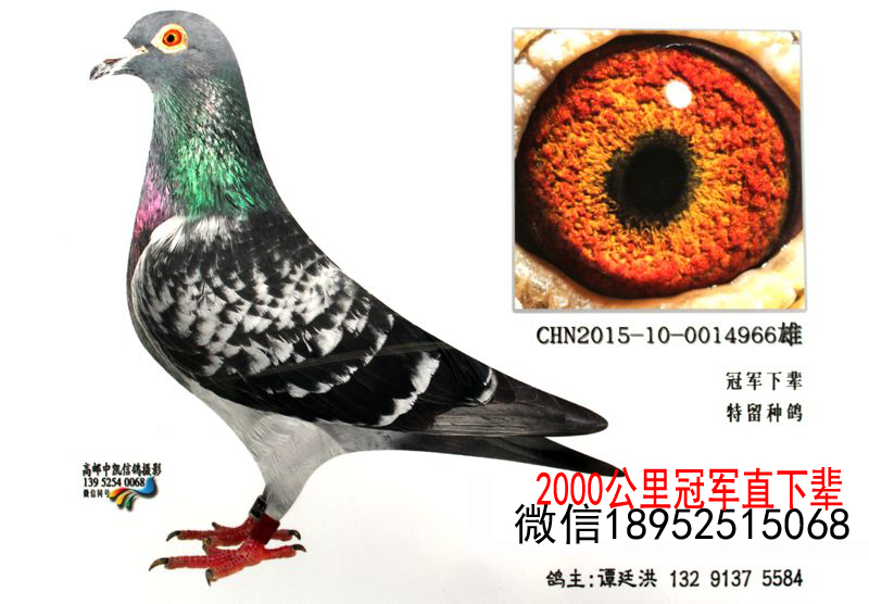 不转让嘉峪关冠军李鸟下辈特留种鸽