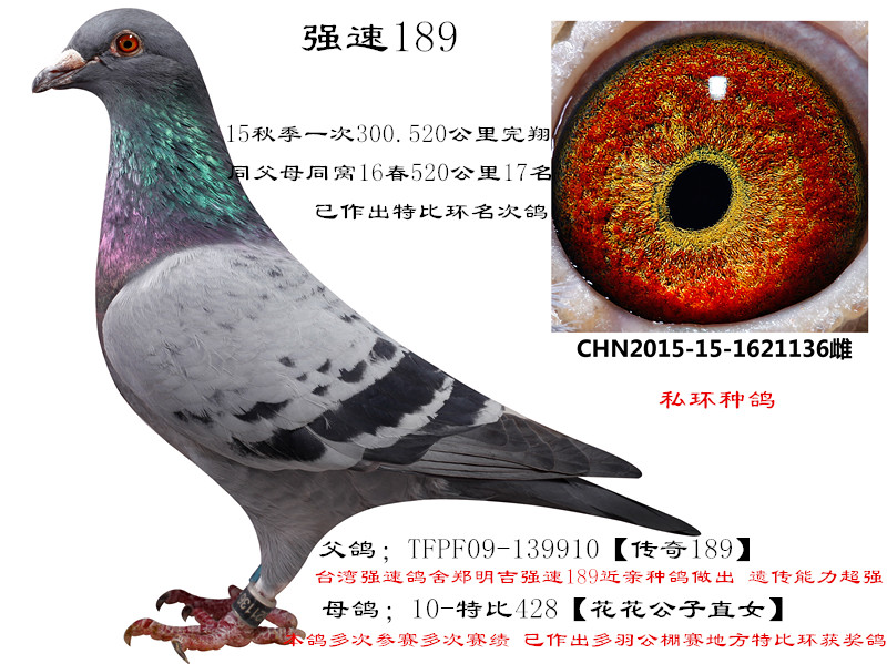 (qing)189۱d