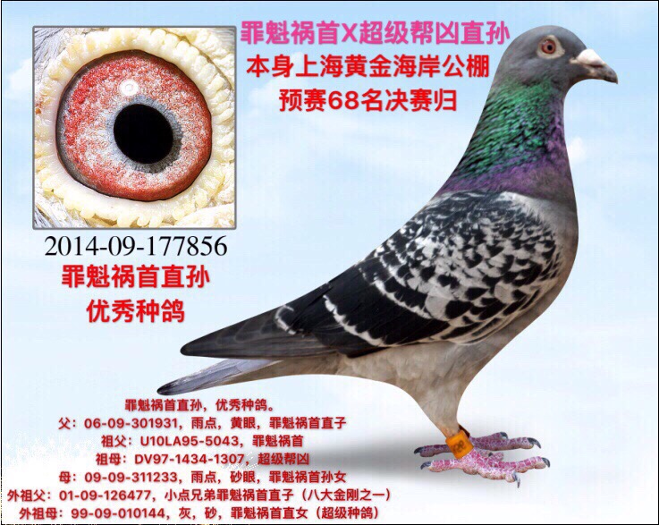 戴扶连特