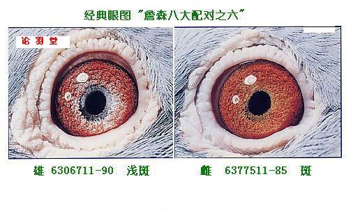詹森八大配对之六