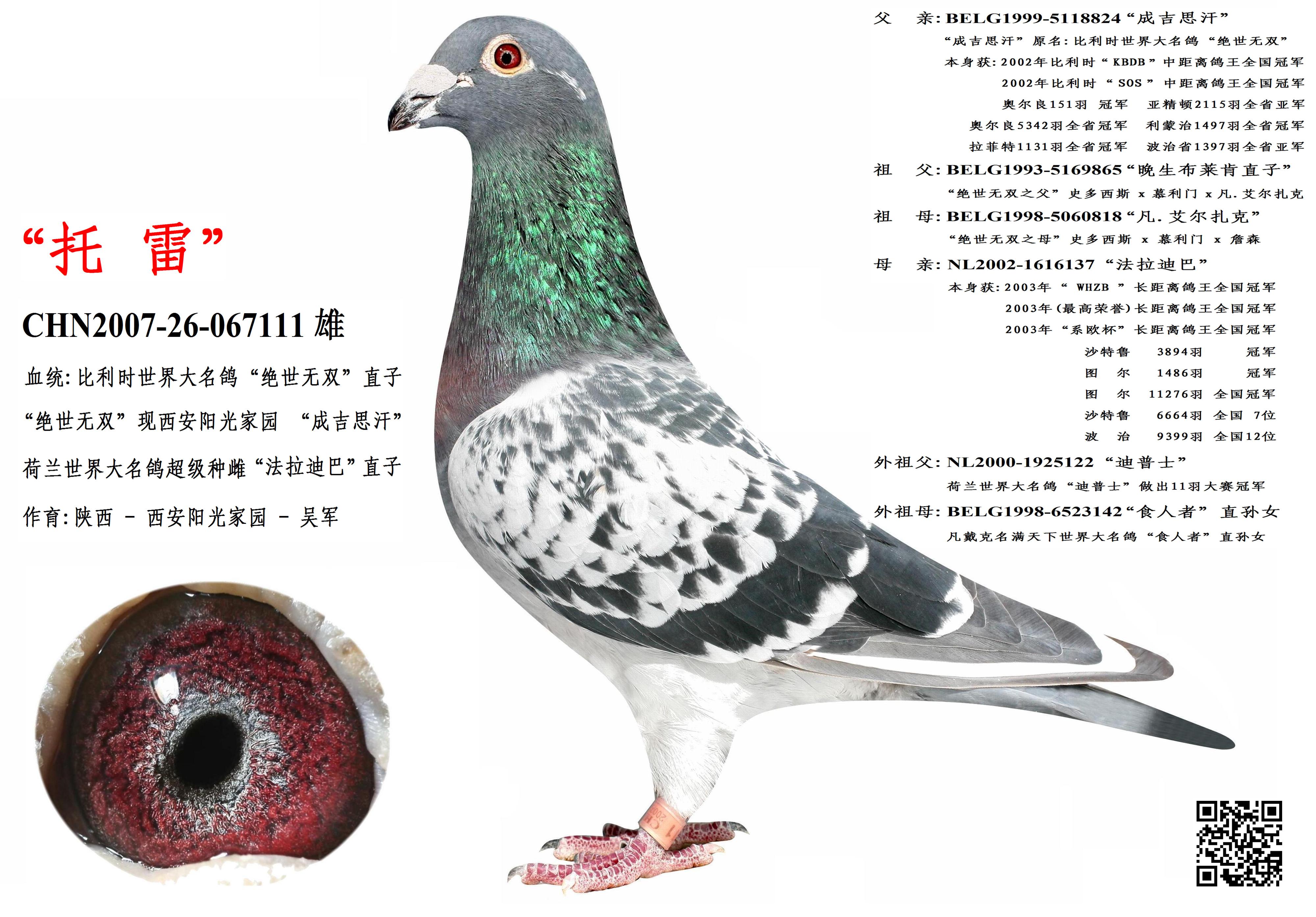 世界大名鸽"绝世无双"直子