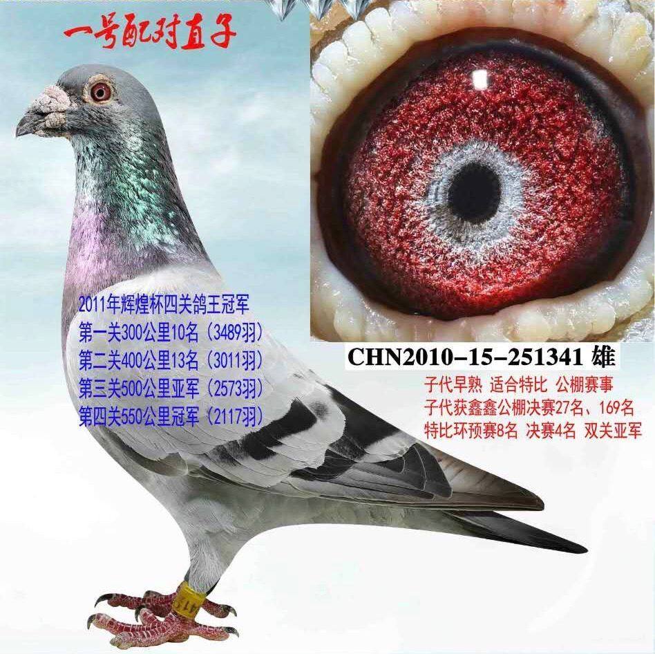 四关鸽王冠军