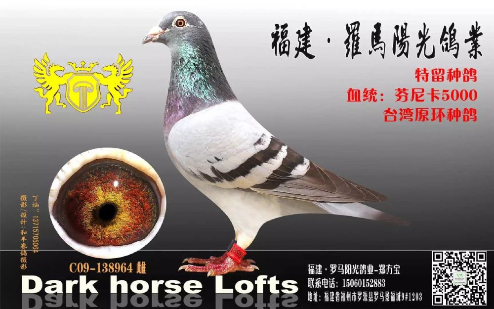 芬妮卡5000_瑞翔台湾赛鸽-中信网爱鸽商城