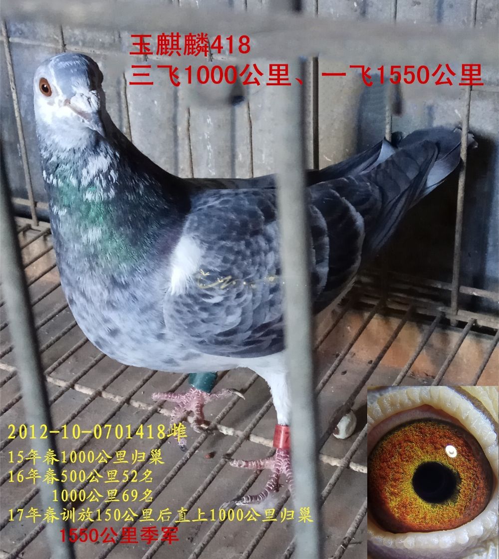 麒麟花418超远程1500公里季军_江苏龙城鸽舍_ ag188.