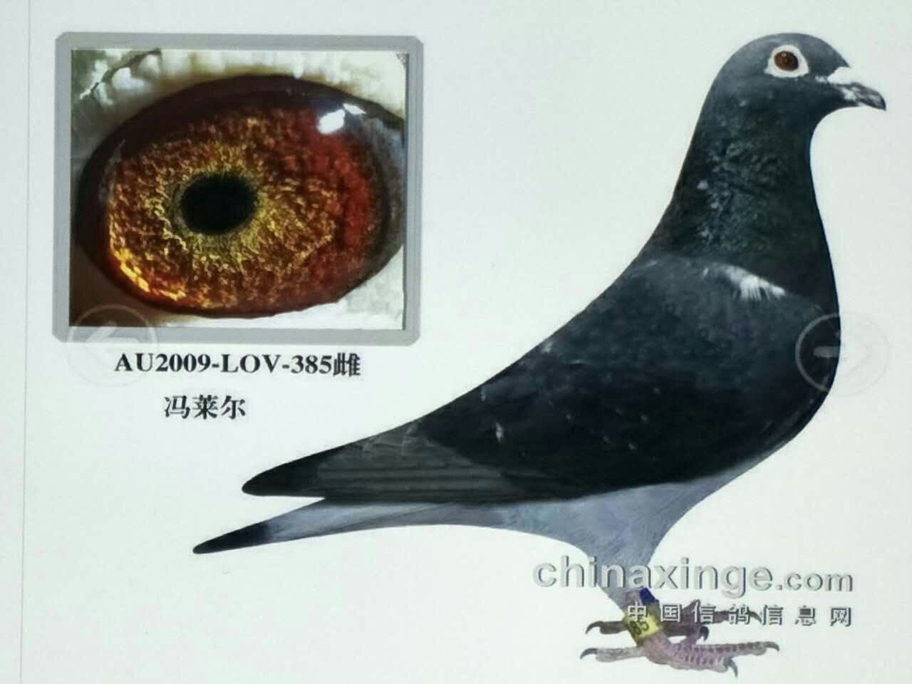 冯来尔385