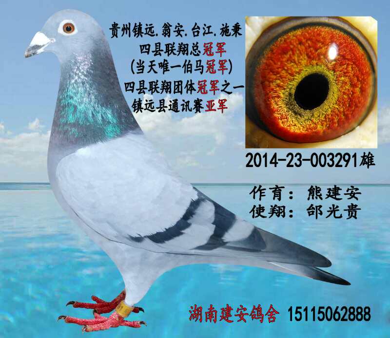 信鸽特征