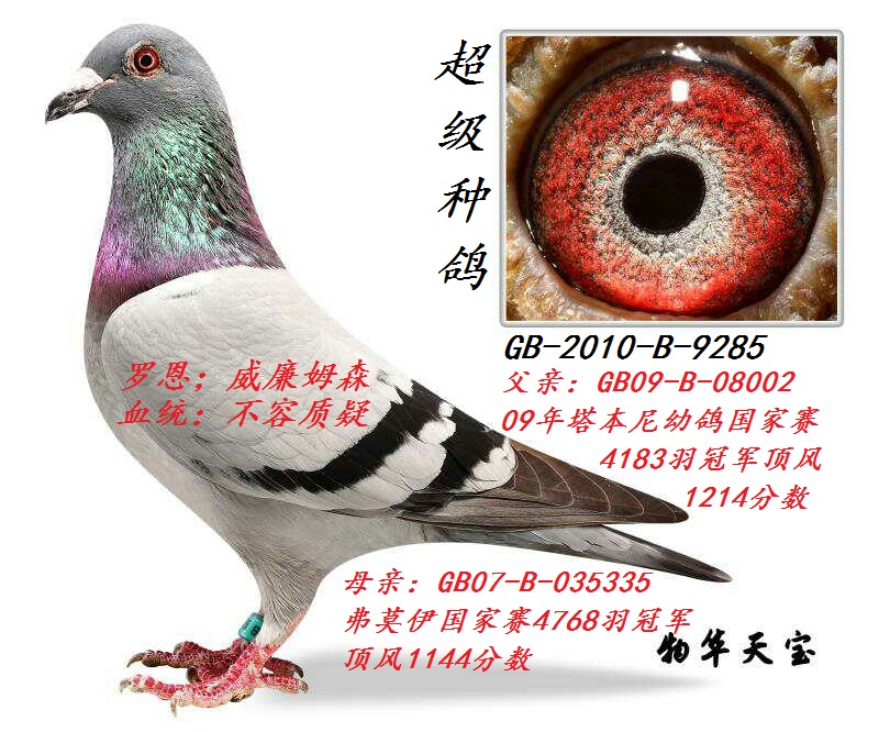 英国_物华天宝_ ag188.com爱鸽商城_中国信鸽信息网