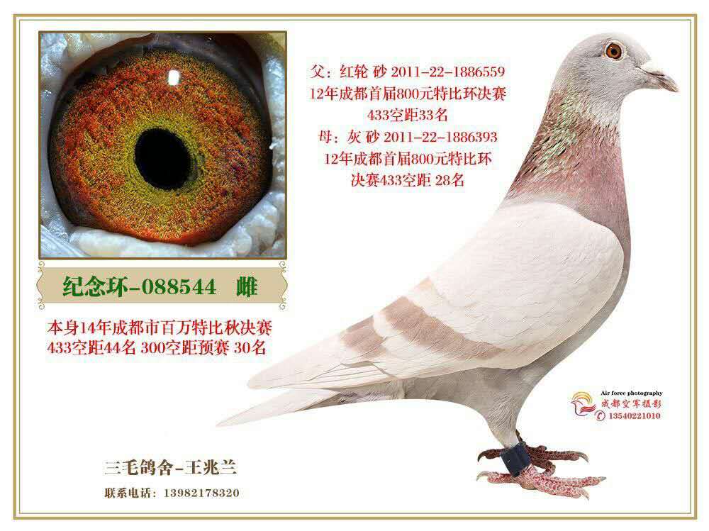 瓦特小红号