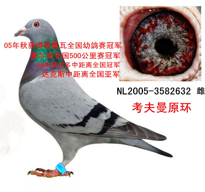 考夫曼