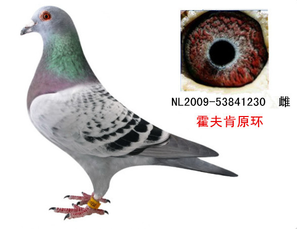 霍夫肯