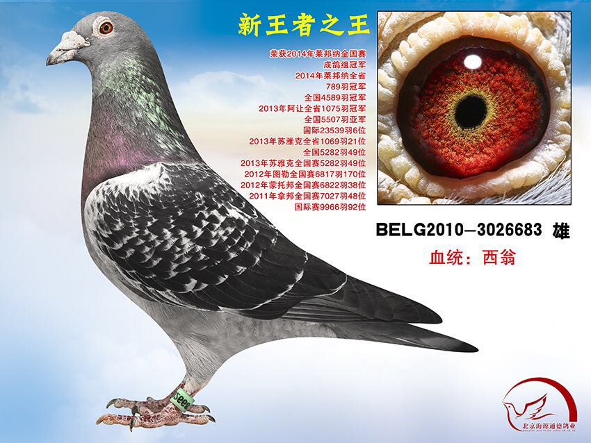 新王者之王