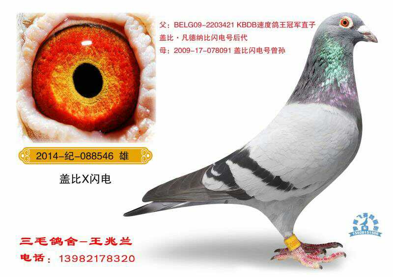 盖比