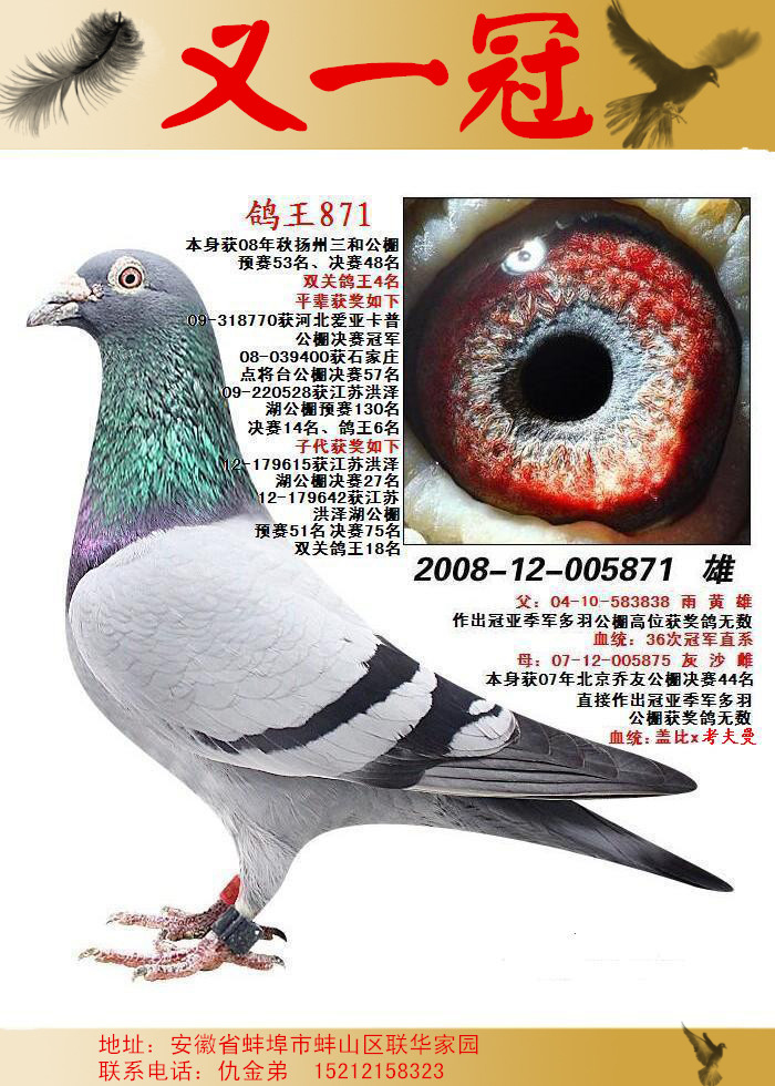com爱鸽商城_中国信鸽信息网