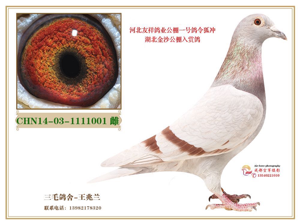 东方不败.令狐冲-成都三毛鸽舍-中信网爱鸽商城