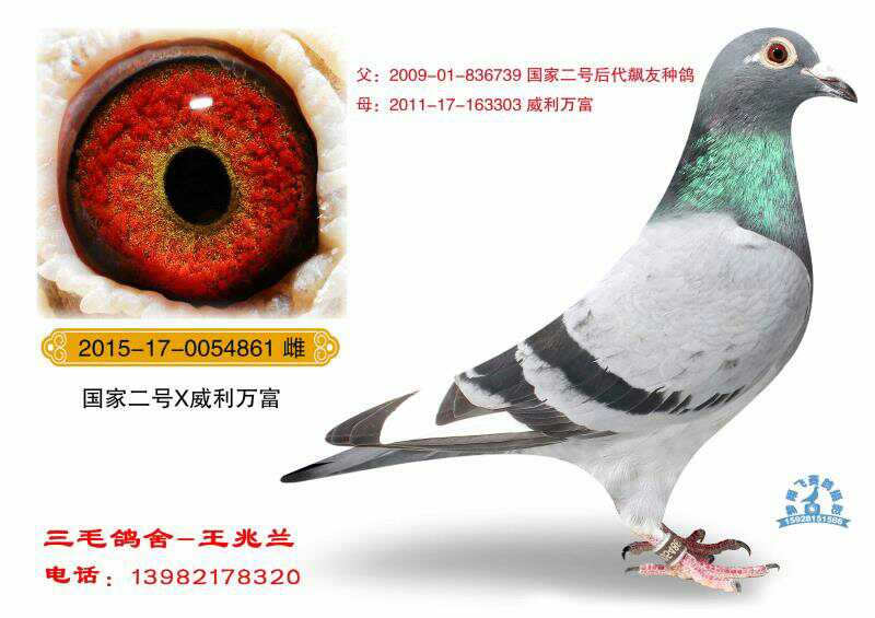 信鸽特征