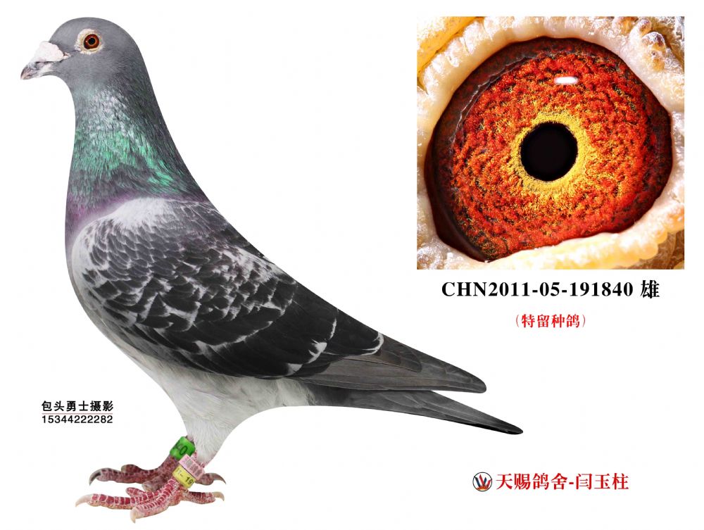 特留种鸽