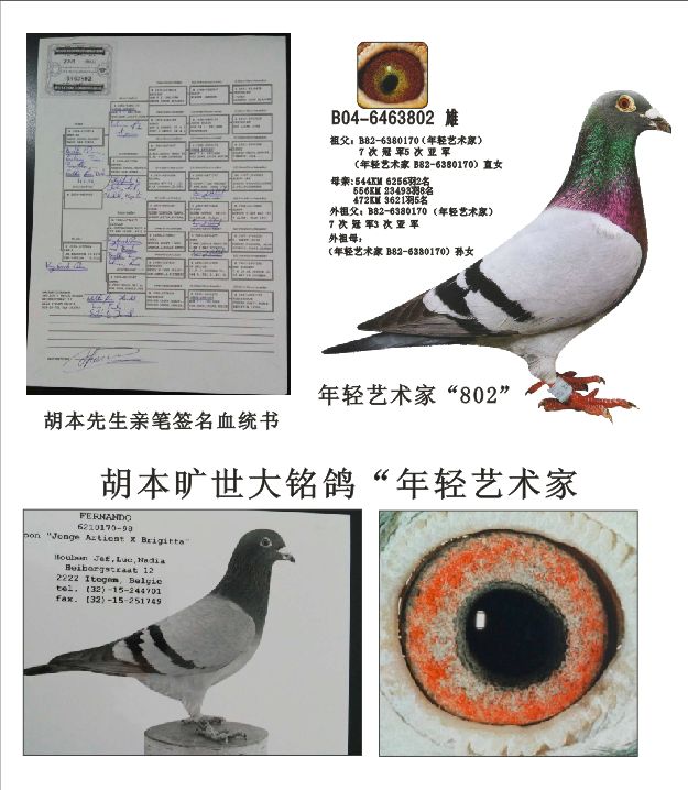基础种鸽802
