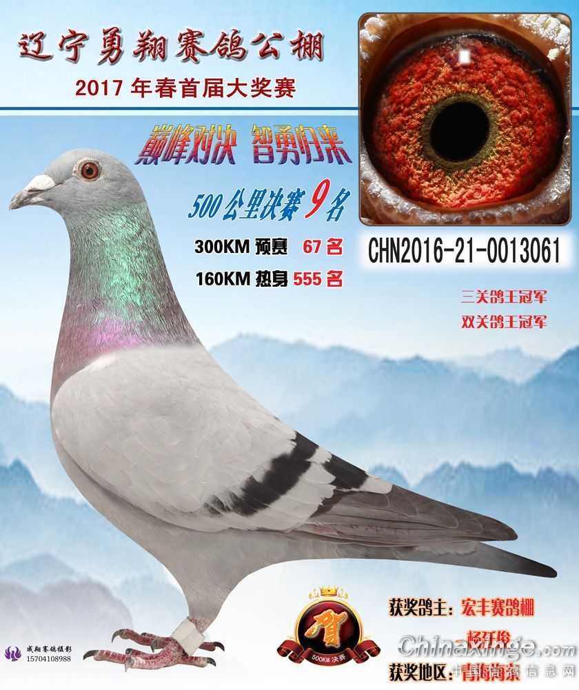 陈文彬鸽业
