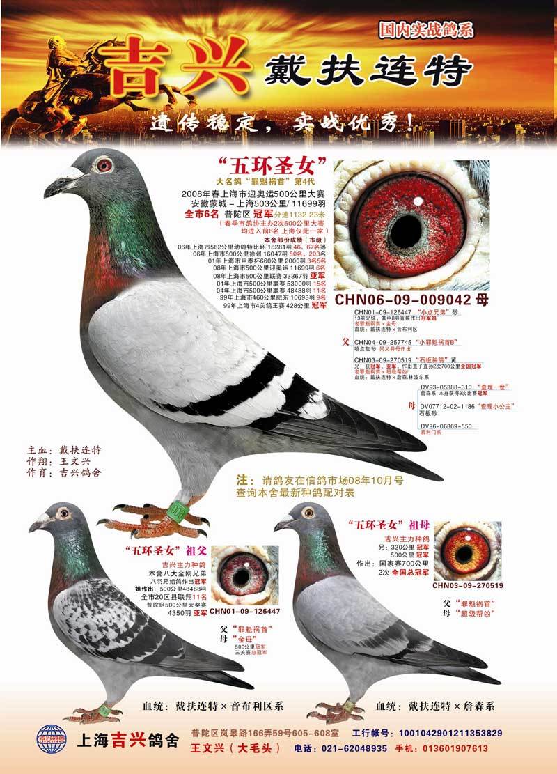 戴扶连特_琼园有色赛鸽_ ag188.com爱鸽商城_中国信鸽