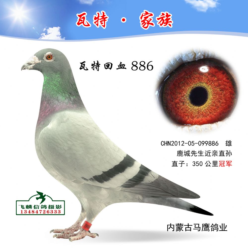 瓦特回血886_内蒙古马鹰鸽业_ ag188.com爱鸽商城