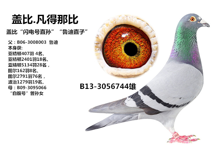 盖比鲁迪直子_河南龙翔铭鸽培育中心_ag188.com爱鸽