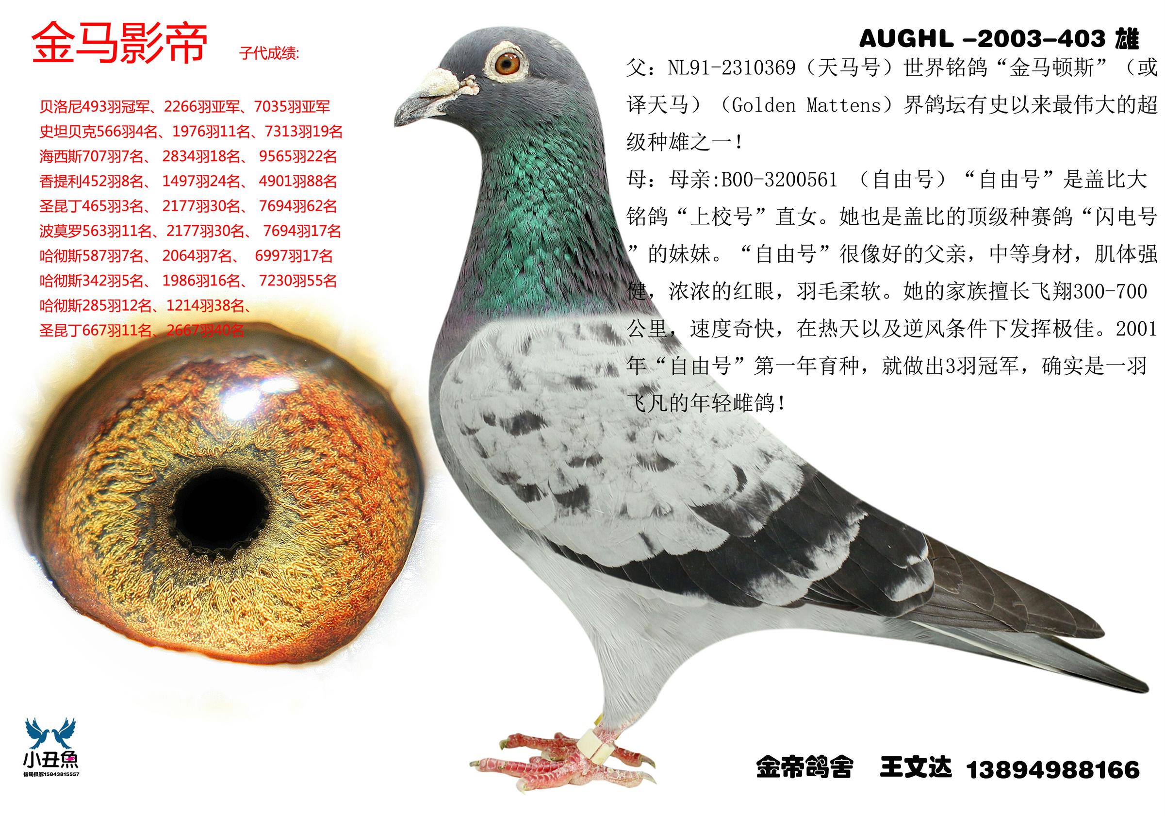 金马影帝 金马顿斯最佳直子(可供子代孙代_金帝鸽业_ag188.