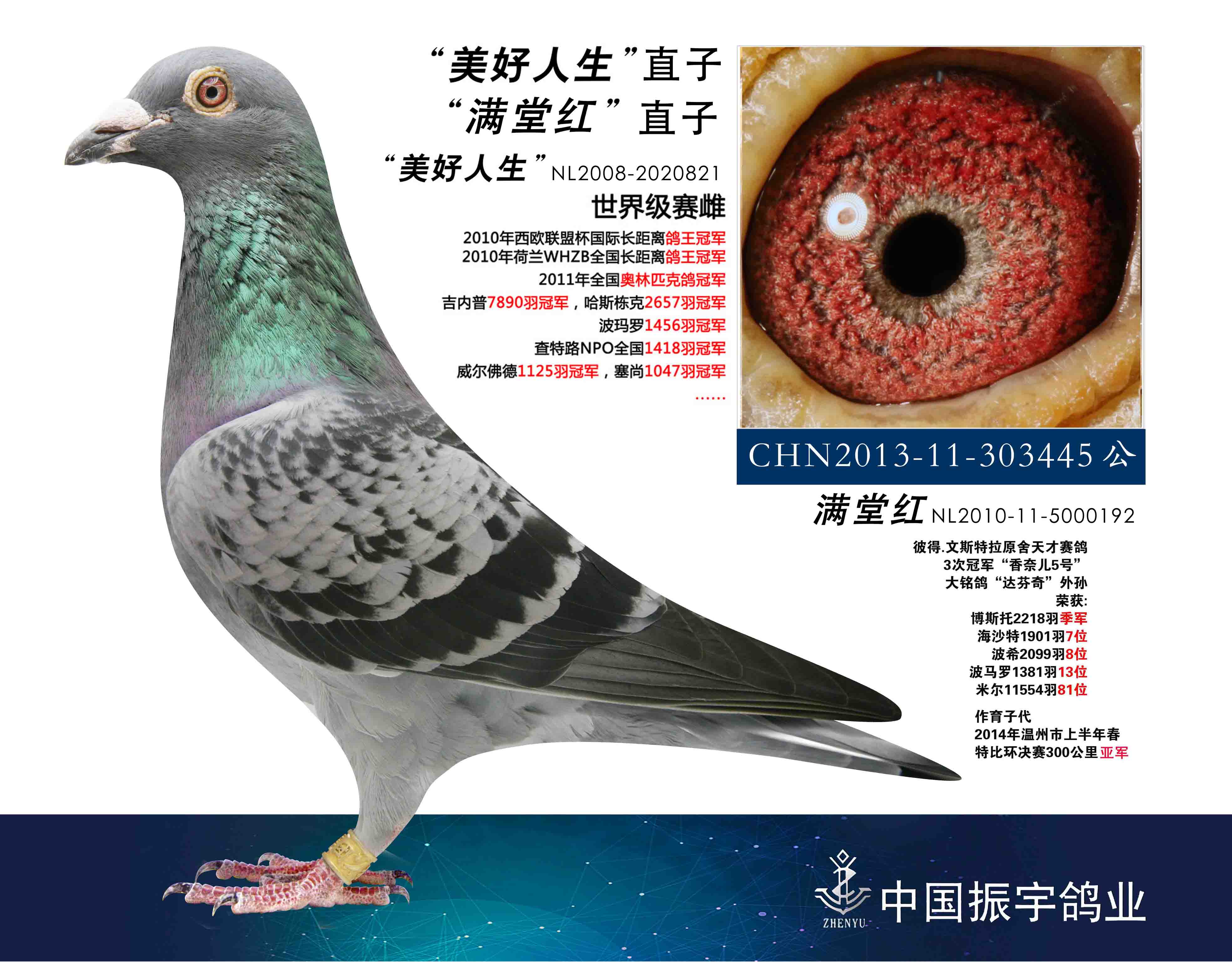 com爱鸽商城_中国信鸽信息网