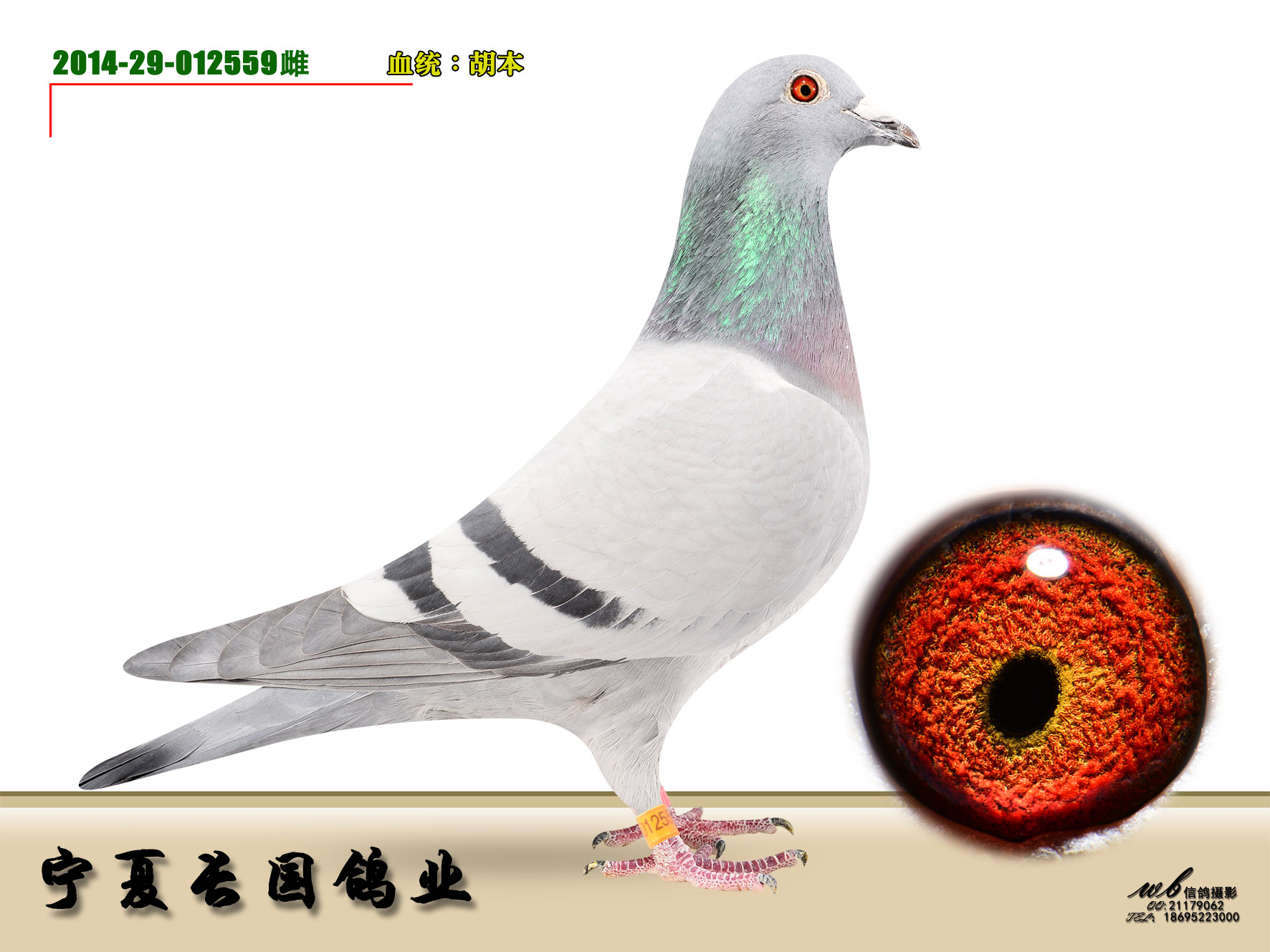 雌_宁夏长国鸽业_ ag188.com爱鸽商城_中国信鸽信息网