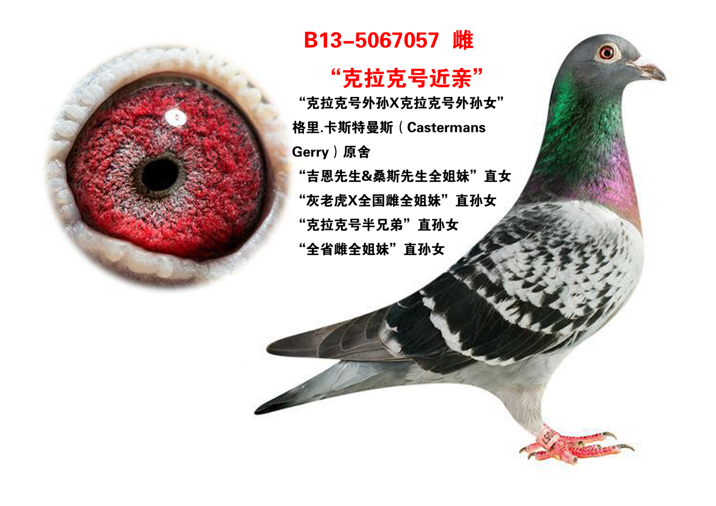 "克拉克号近亲 b13-5067057_晋宝翔_ ag188.