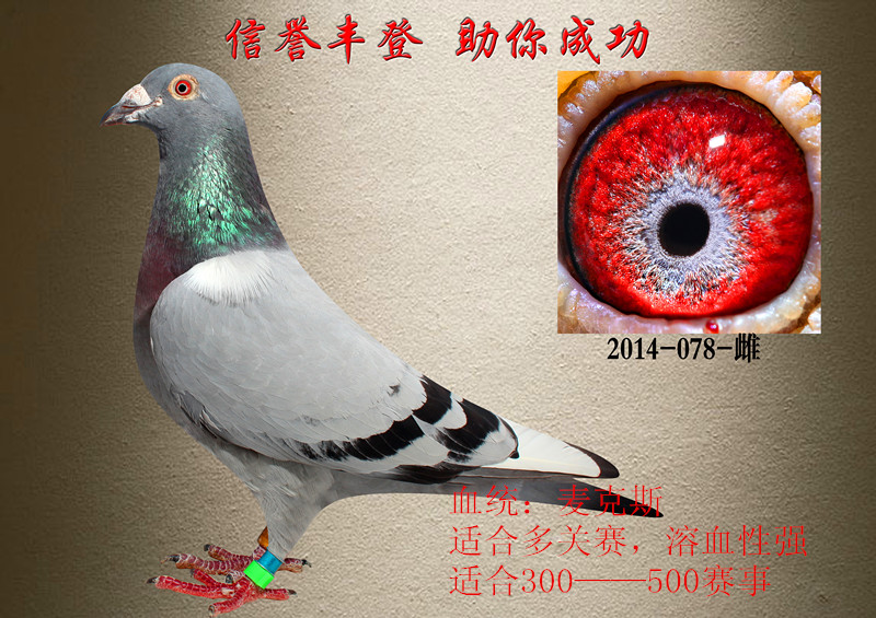 麦克斯