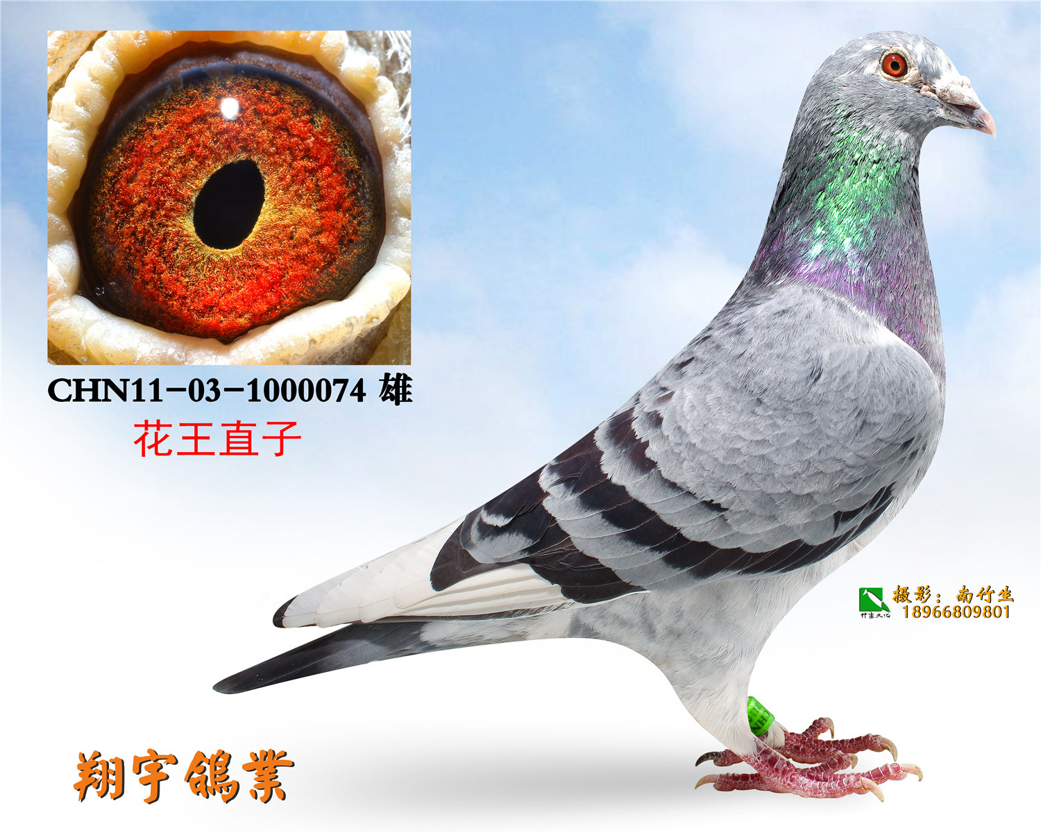 花王直子_廊坊翔宇鸽业_ ag188.com爱鸽商城_中国信鸽
