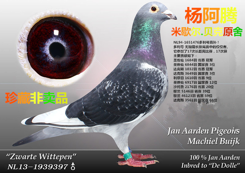 编 号: 546206                鸽 名: 多利杨阿腾