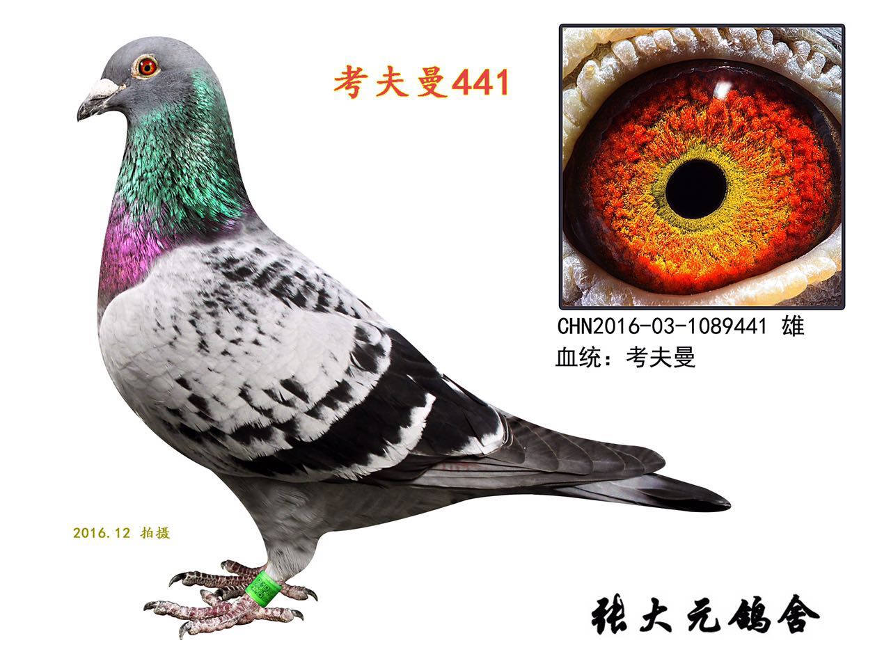考夫曼441
