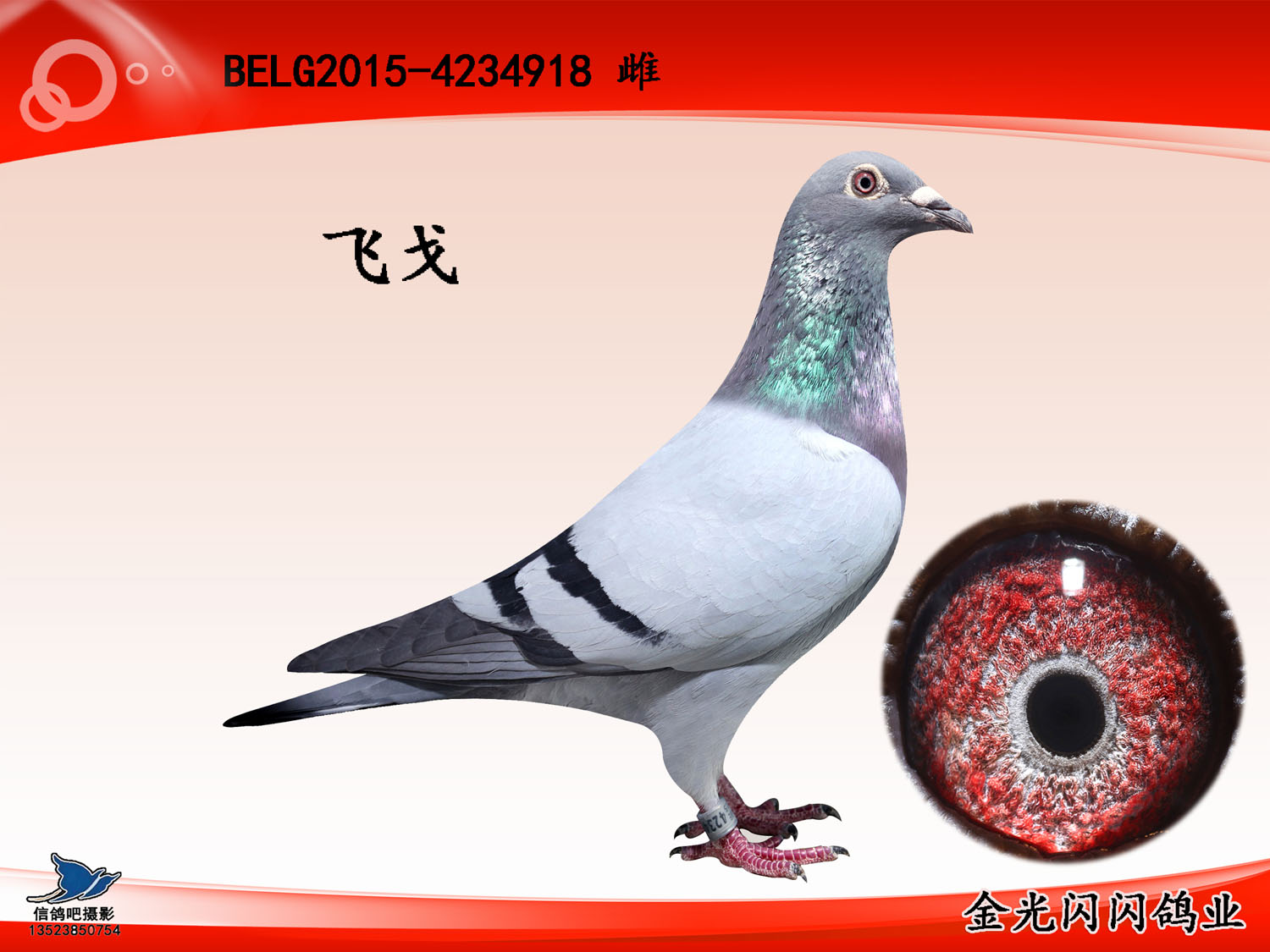 信鸽特征