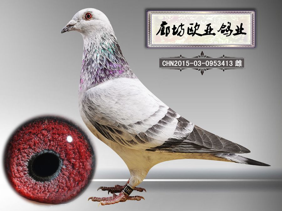 乔斯托内