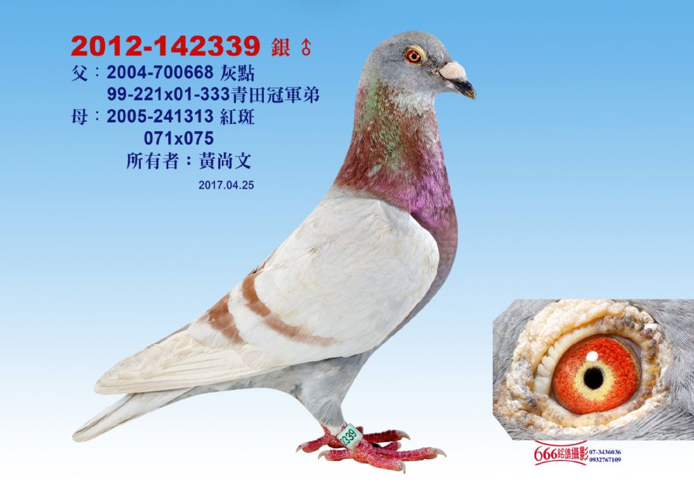0816_16-台湾黄尚文桑杰士-中信网爱鸽商城