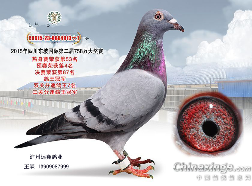 关注总访问量:72258所在省份:四 川展示羽数:63羽泸州远翔鸽业开通