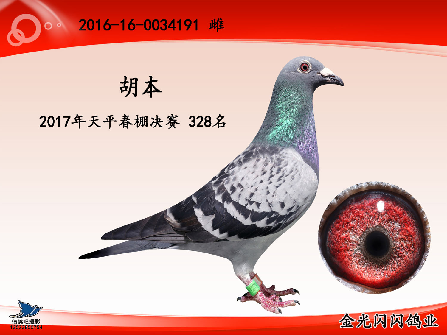 胡本_金光闪闪鸽业_ag188.com爱鸽商城_中国信鸽信息网