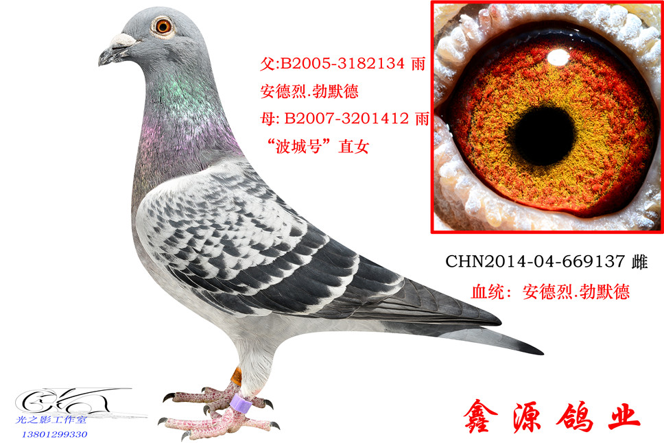安德烈·勃默德9137