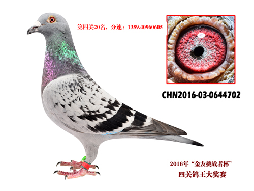 16B꠵P(gun)52020