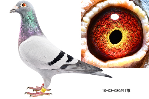 16ػʍuBP(gun)19