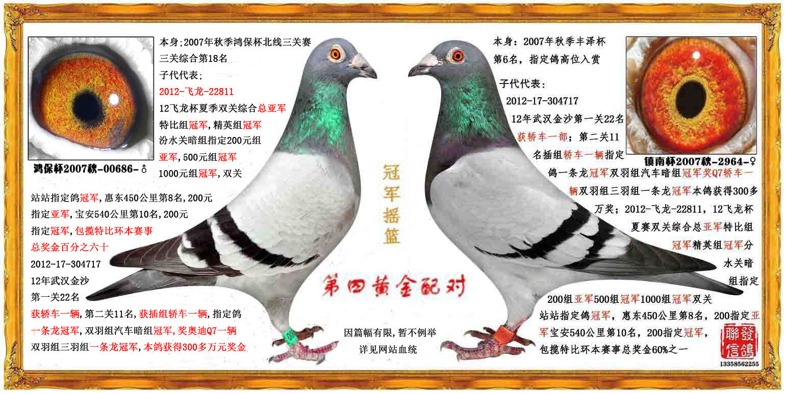 名: 联发第四黄金配对                羽 色: 灰                眼