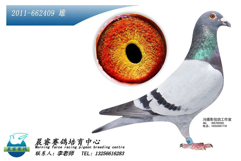 信鸽特征