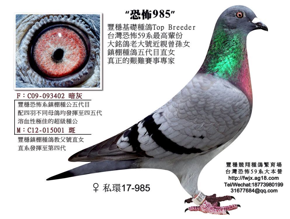 恐怖985_丰稳竞翔集团-中信网爱鸽商城