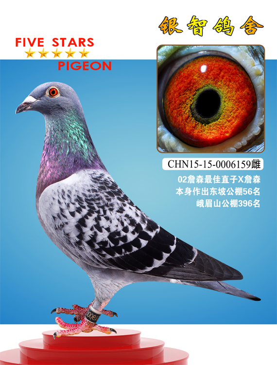 詹森_银智鸽舍_ag188.com爱鸽商城_中国信鸽信息网