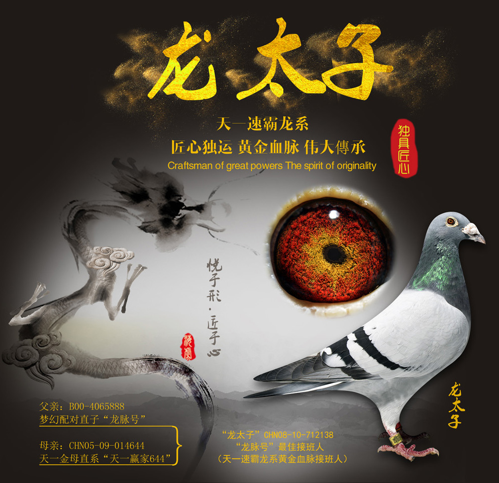 "龙太子"速霸龙系"最神奇"的血脉!_中国天一鸽业_ ag.