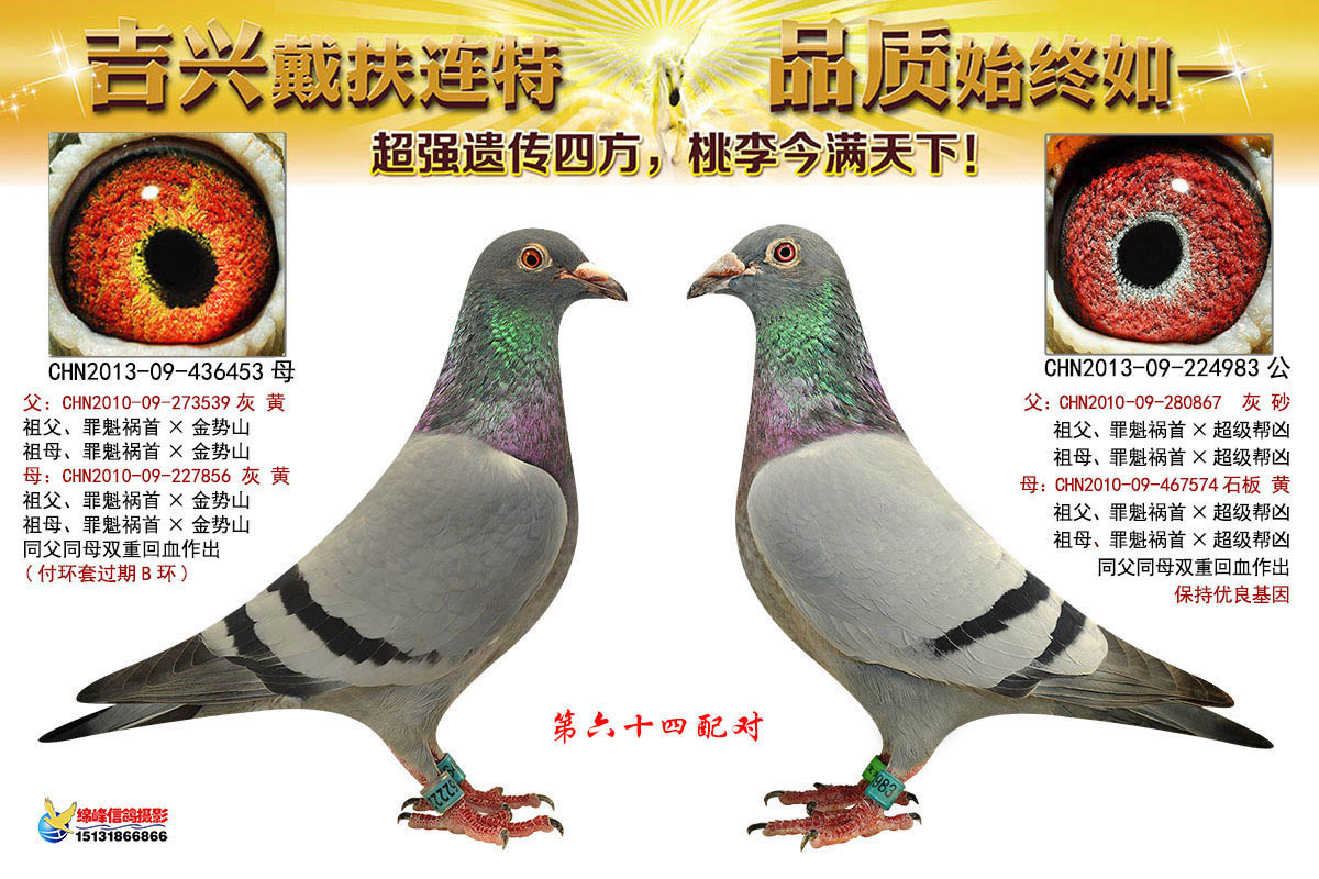第64配对_上海吉兴鸽舍_ ag188.com爱鸽商城_中国信鸽