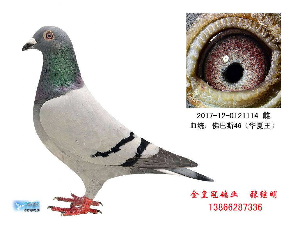 chn17-12-0121114