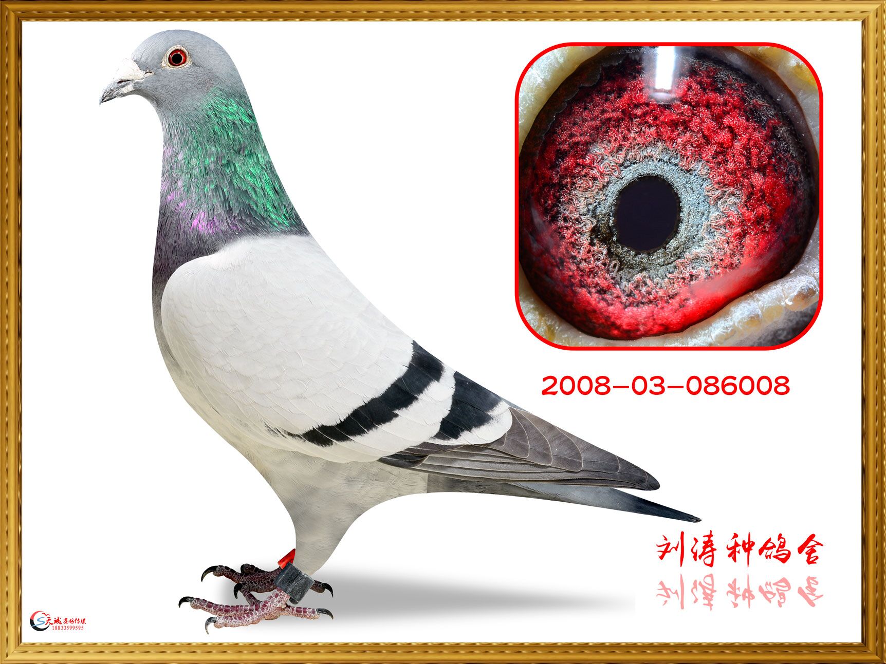 08BOBڶ500128